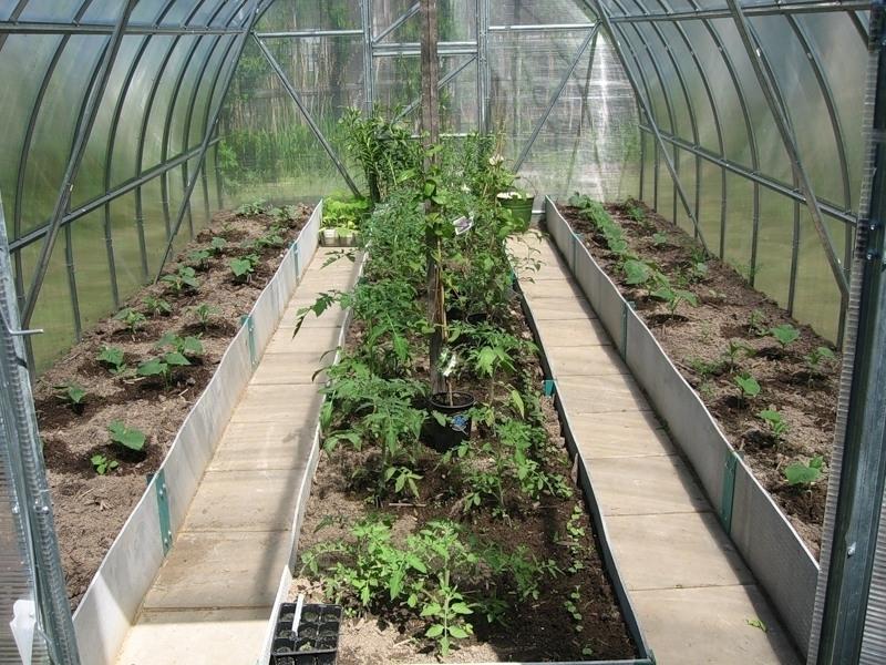 как правильно посадить в теплице овощи