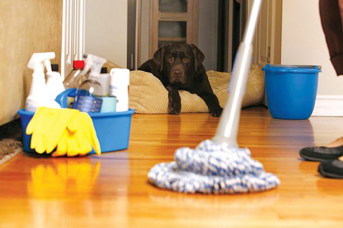 Собака наблюдает за процессом уборки